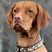 Cedar | Doylestown Health