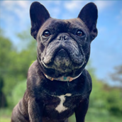 Therapy Dog Maggie| Doylestown Health