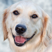 Josie | Doylestown Health